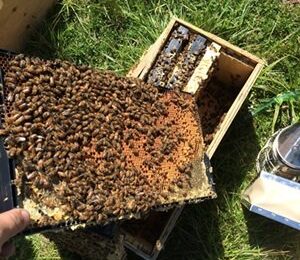Paket Arıcılık ve Önemi