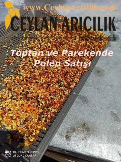 Polen satısı