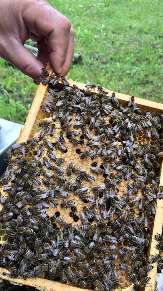 Arılarda Kovan Terk Etme Nedenleri