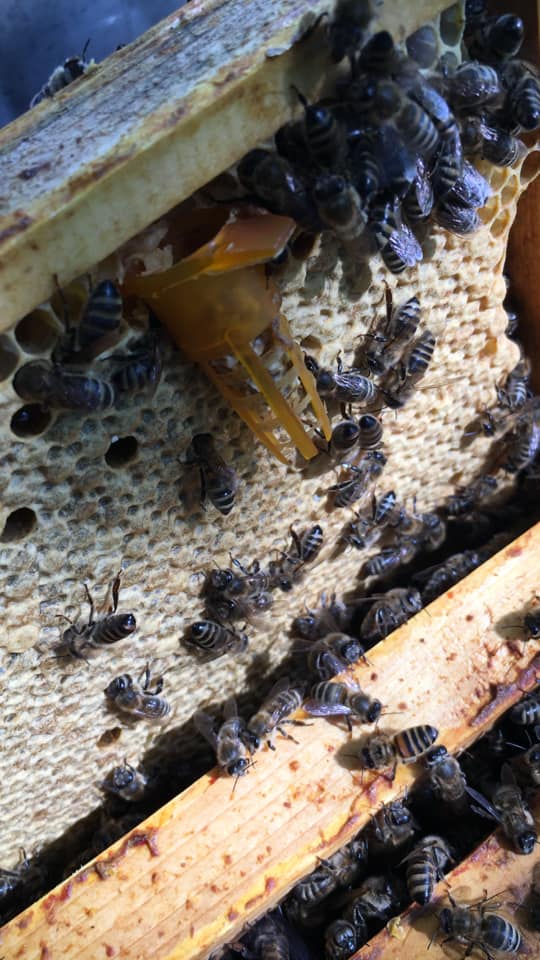 Ana Arı bölme yöntemleri