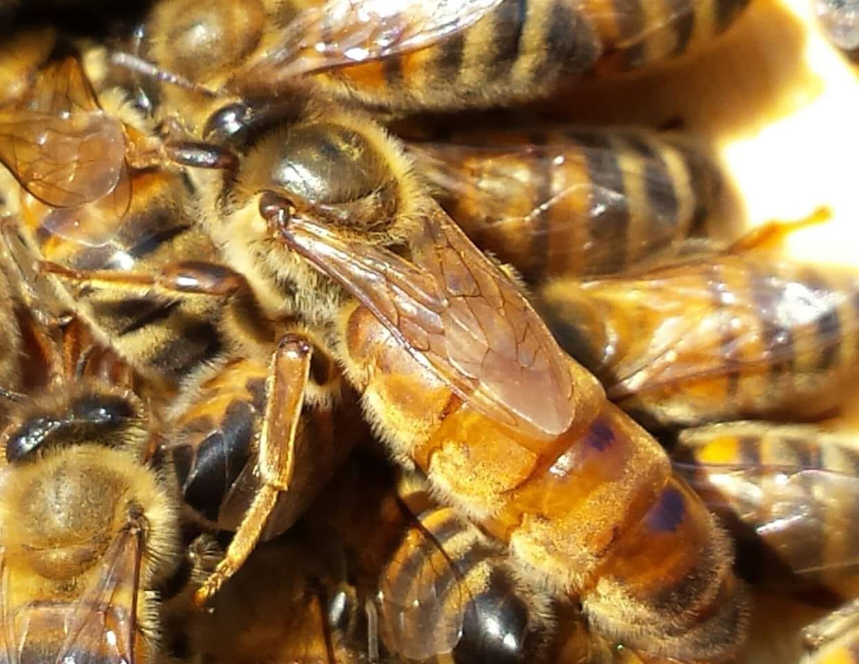 bekfast ana arı