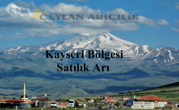 Kayseri satilik Arilar