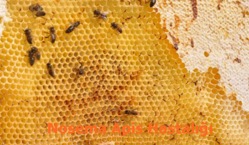 Nosema Apis ve Serena Hastalığı