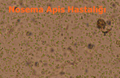 Nosema Apis ve Serena Hastalığı